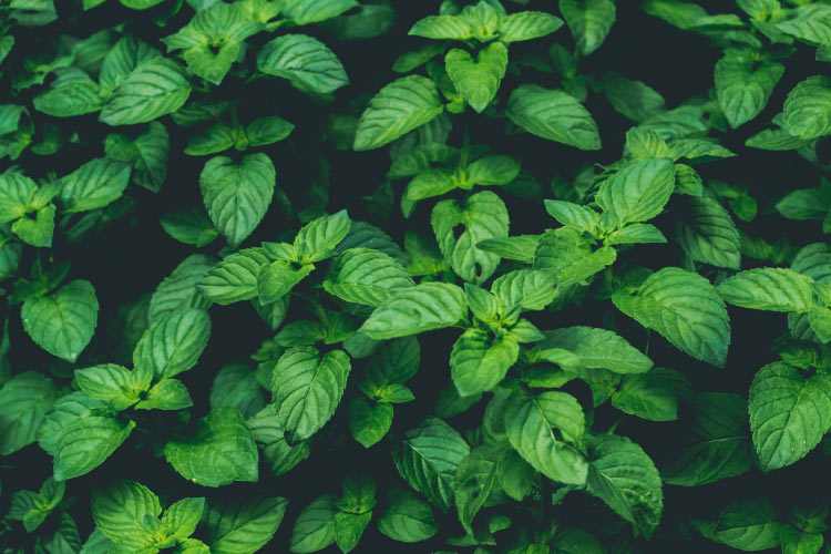 Aerial view of large green mint plant used in ancient Chinese toothpaste