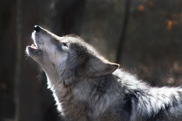 Closeup of a wild wolf howling outside in the forest