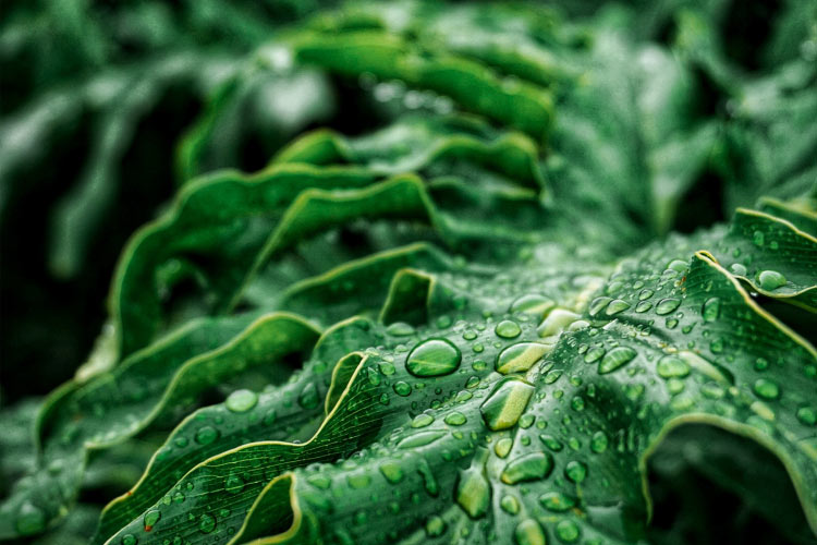Closeup of dark leafy greens with calcium, one of the foods that are good for teeth