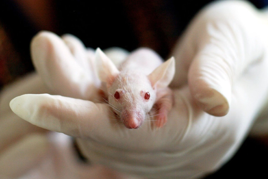 Research mouse held in a hand wearing sterile gloves. 