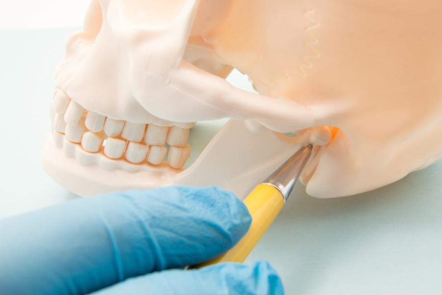 Model of a skull showing the temporomandibular joint or TMJ.